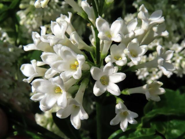 Ptačí zob vejčitolistý (Ligustrum ovalifolium Hassk.), pětičetný květ (7)