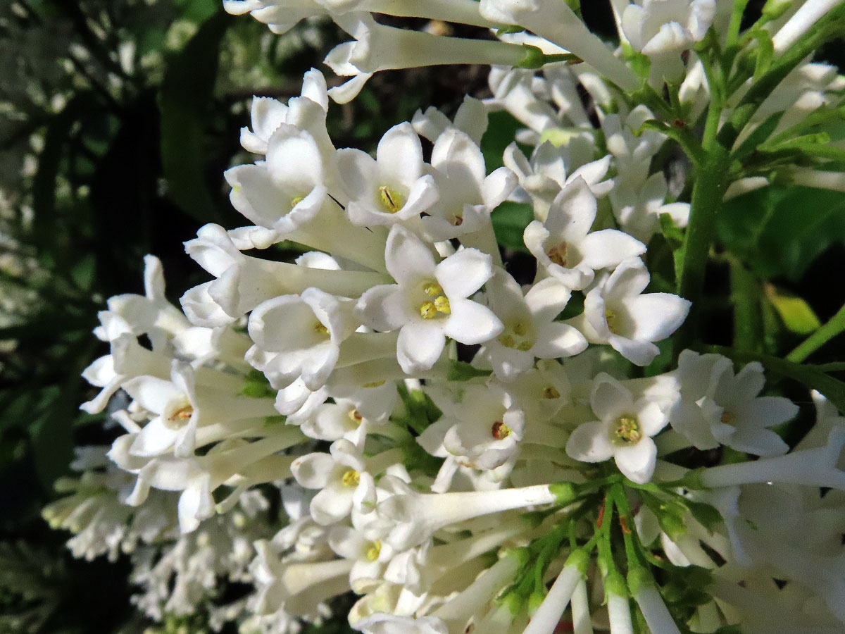 Ptačí zob vejčitolistý (Ligustrum ovalifolium Hassk.), pětičetný květ (8)