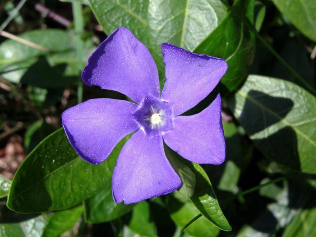 Bravínek menší (Brčál barvínek) (Vinca minor L.)