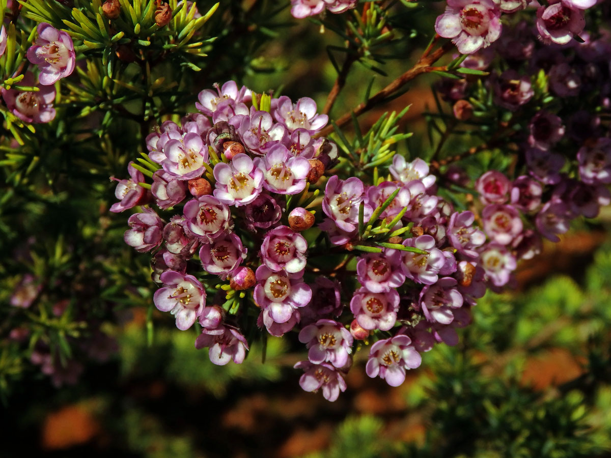 Chamelaucium uncinatum Schauer