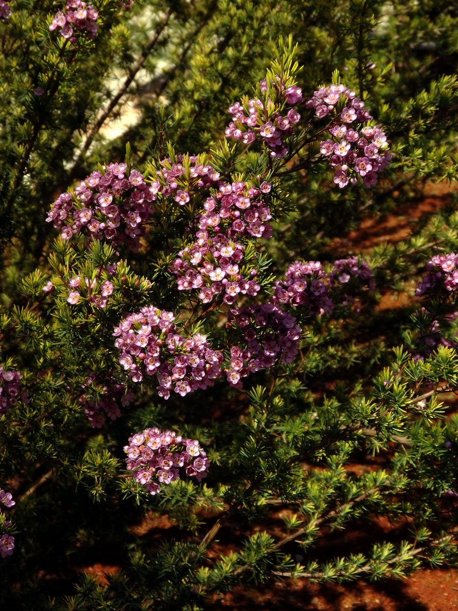 Chamelaucium uncinatum Schauer