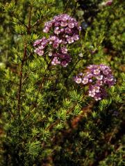 Chamelaucium uncinatum Schauer