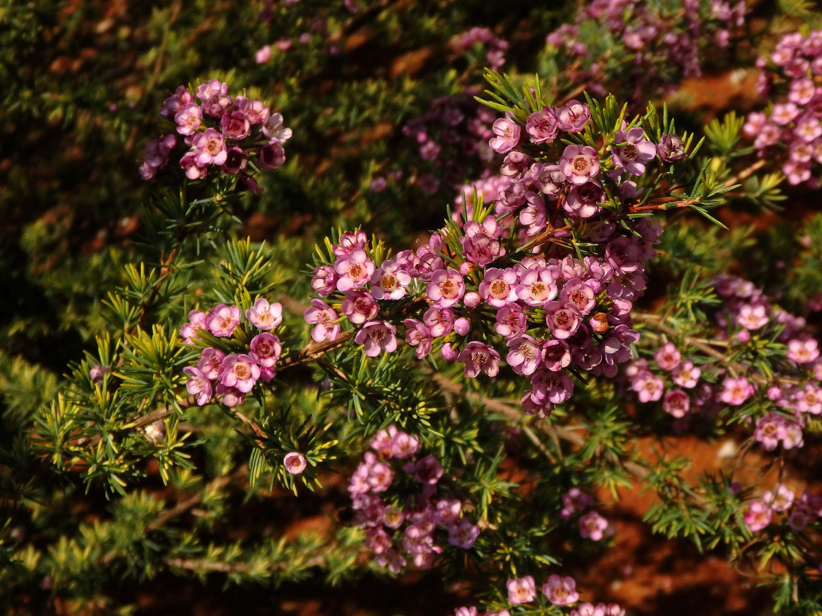 Chamelaucium uncinatum Schauer