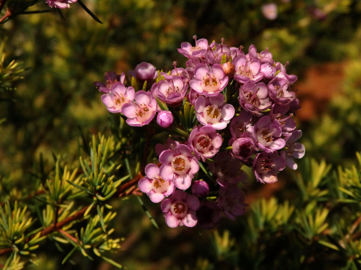 Chamelaucium uncinatum Schauer