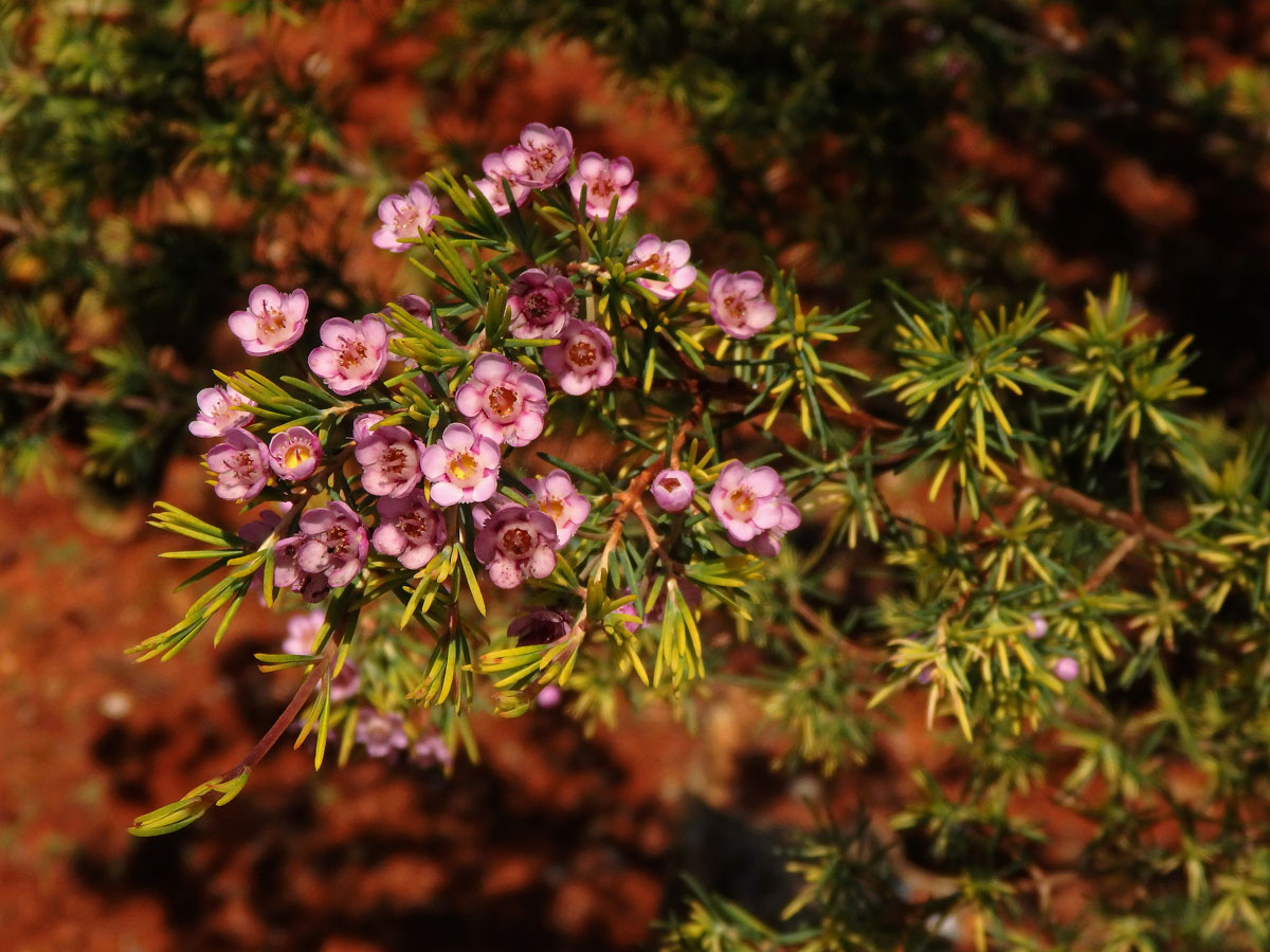 Chamelaucium uncinatum Schauer