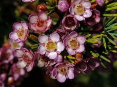 Chamelaucium uncinatum Schauer