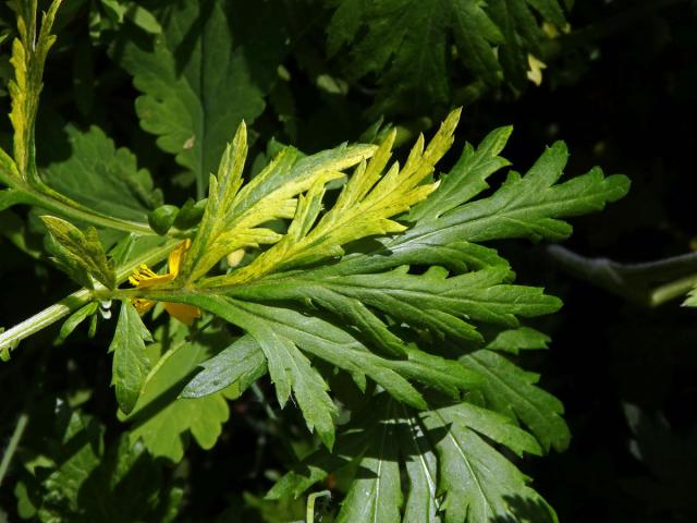 Chybění chlorofylu pelyňku černobýlu (Artemisia vulgaris L.) (1i)