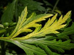 Chybění chlorofylu pelyňku černobýlu (Artemisia vulgaris L.) (1j)