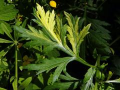 Chybění chlorofylu pelyňku černobýlu (Artemisia vulgaris L.) (1k)