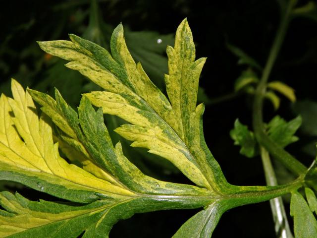 Chybění chlorofylu pelyňku černobýlu (Artemisia vulgaris L.) (1l)