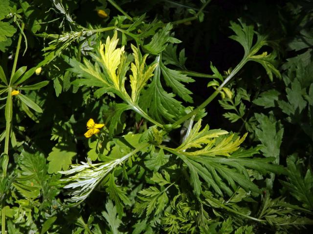 Chybění chlorofylu pelyňku černobýlu (Artemisia vulgaris L.) (1n)