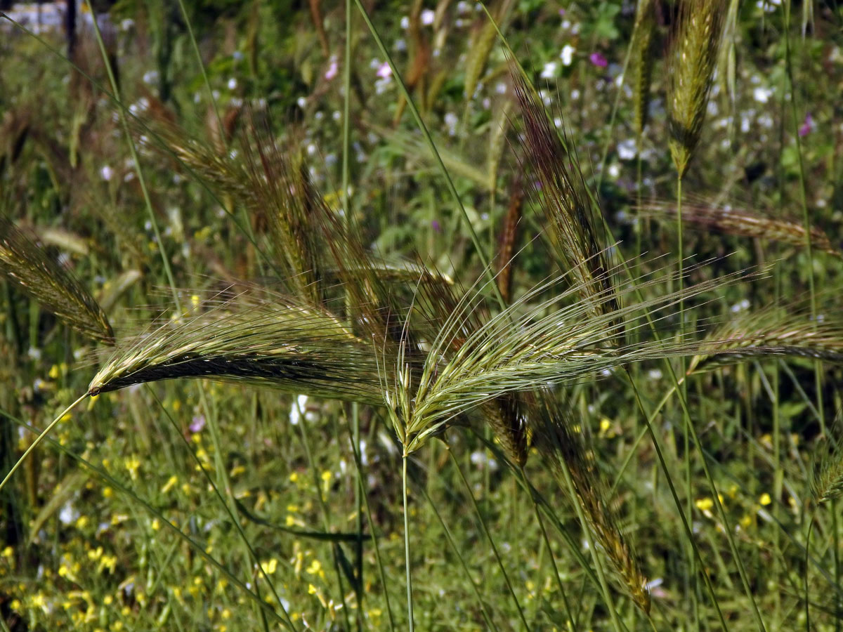 Kosmáč huňatý (Dasypyrum villosum (L.) Borbás)