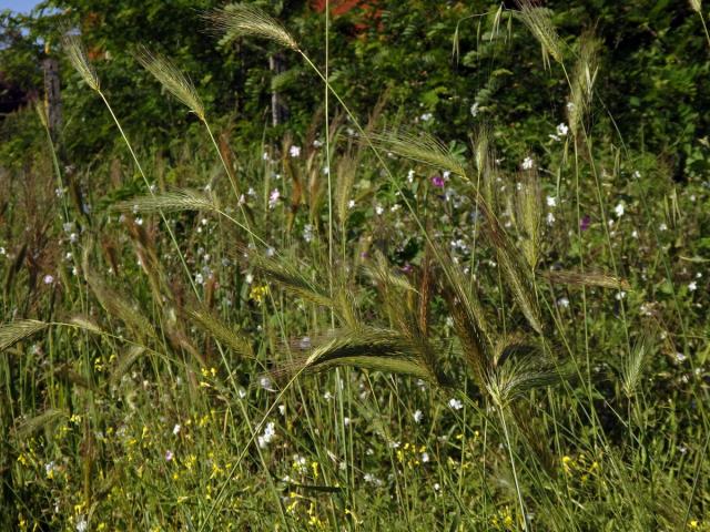 Kosmáč huňatý (Dasypyrum villosum (L.) Borbás)