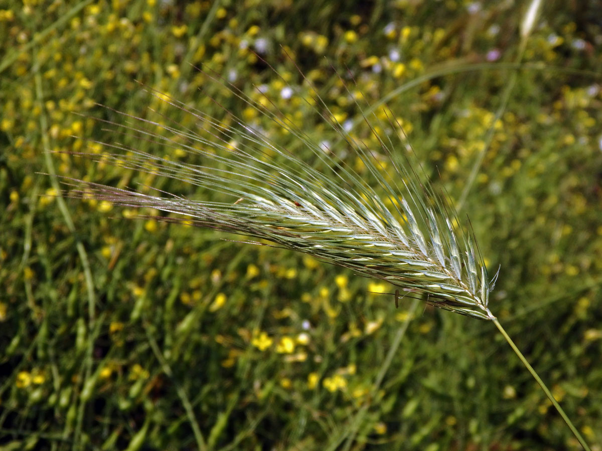 Kosmáč huňatý (Dasypyrum villosum (L.) Borbás)