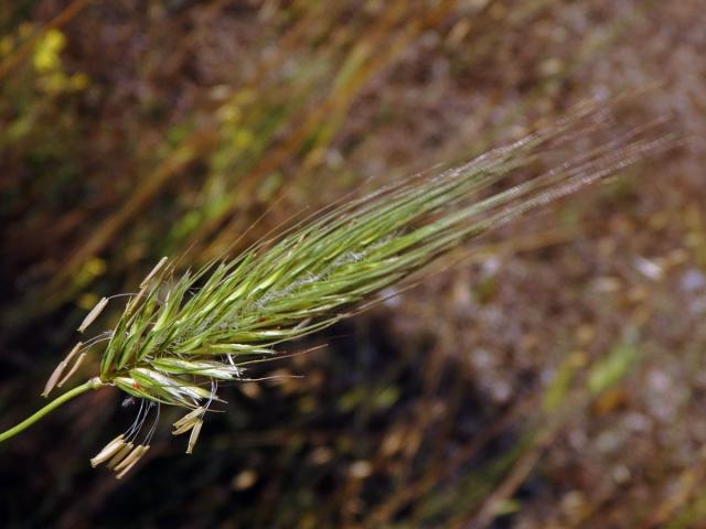 Kosmáč huňatý (Dasypyrum villosum (L.) Borbás)