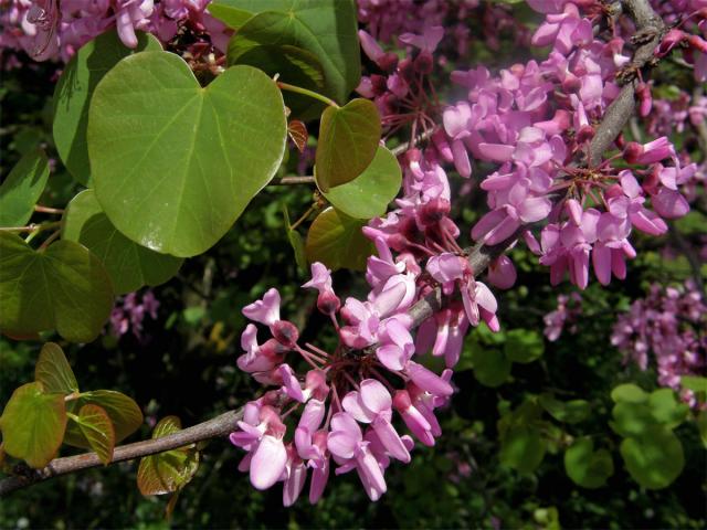 Zmarlika Jidášova (Cercis siliquastrum L.)