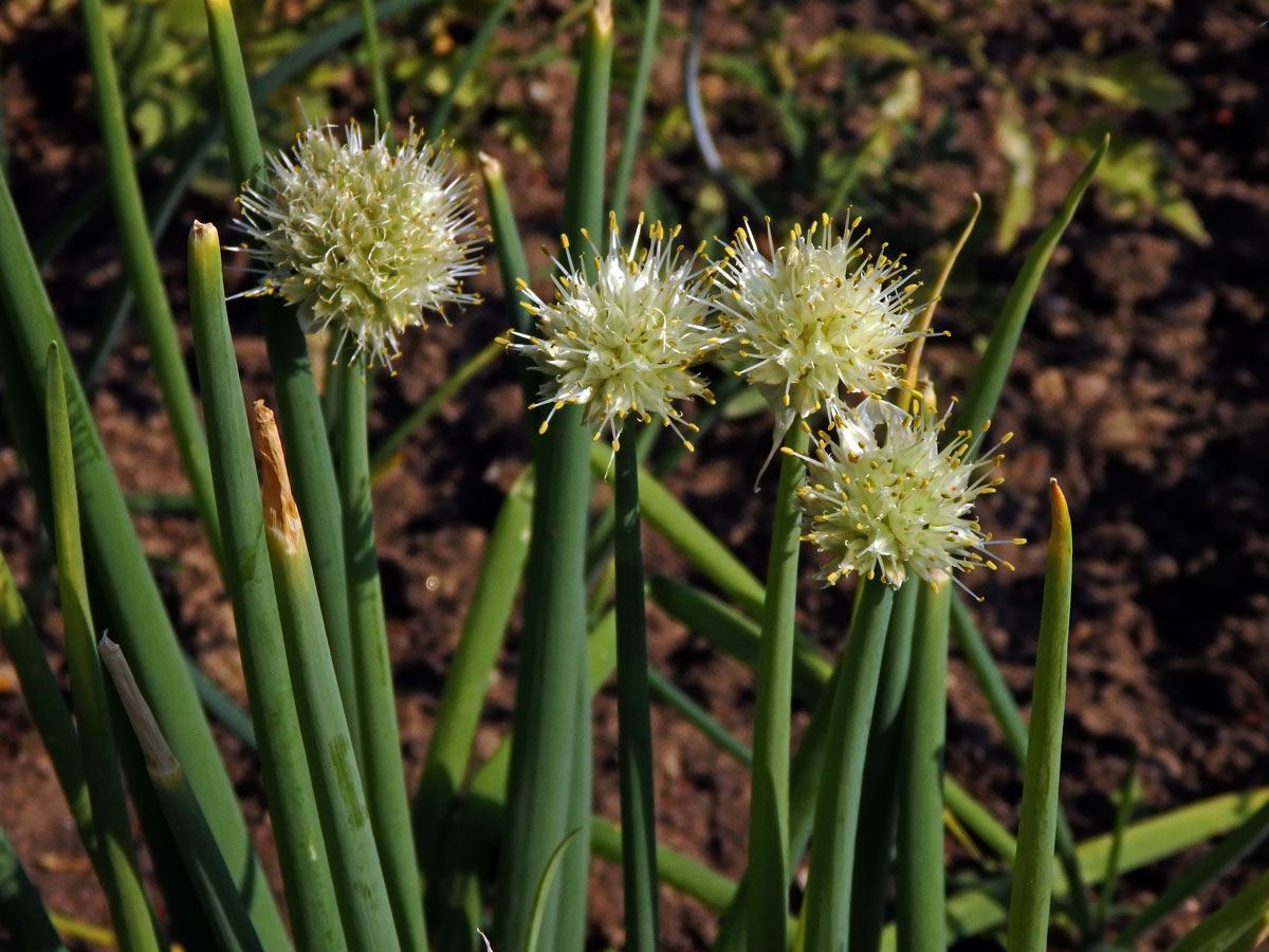 Cibule zimní (Allium fistulosum L.)