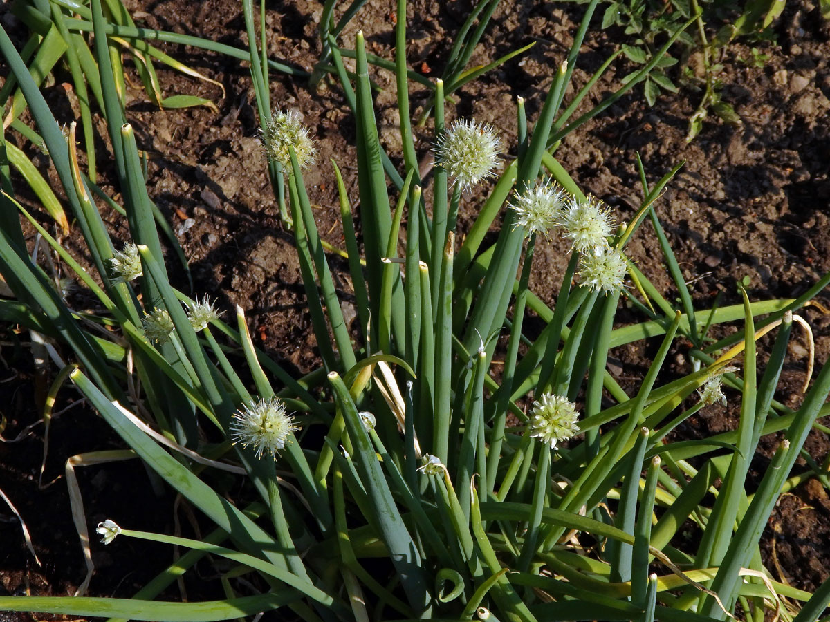 Cibule zimní (Allium fistulosum L.)