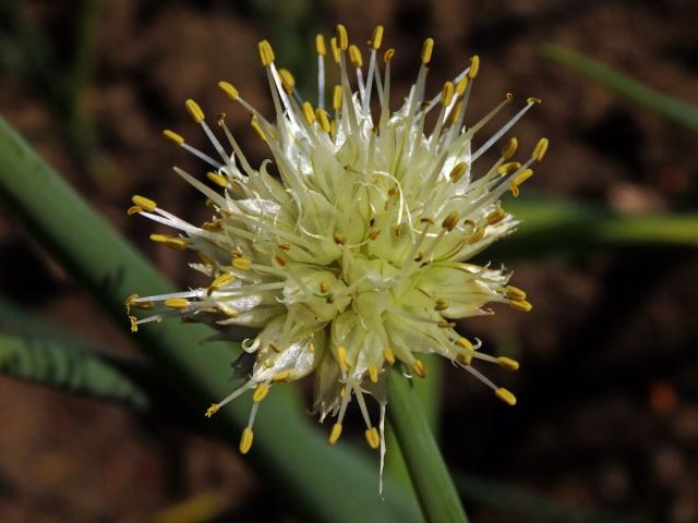 Cibule zimní (Allium fistulosum L.)