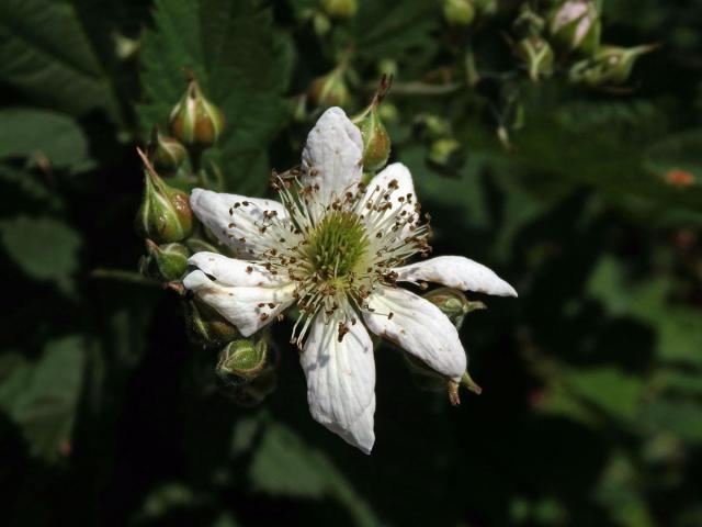 Ostružiník křovitý (Rubus fruticosus L. agg.) - osmičetný květ (11)