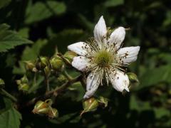 Ostružiník křovitý (Rubus fruticosus L. agg.) - sedmičetný květ (6)