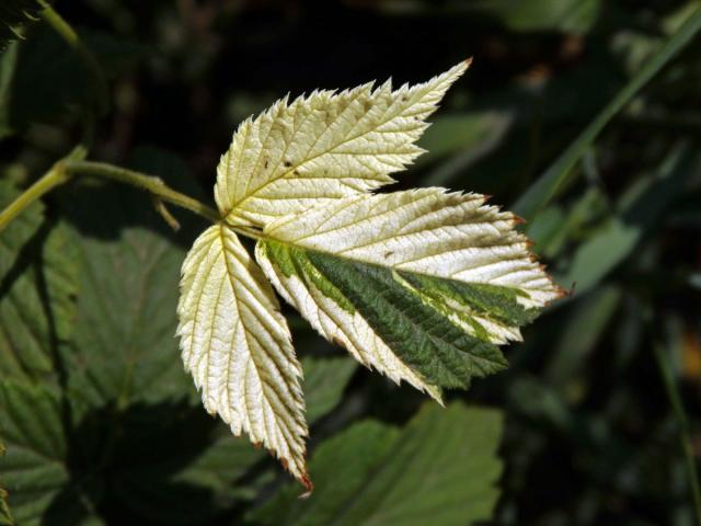 Ostružiník maliník (Rubus idaeus L.) s panašovanými listy