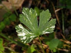 Pryskyřník hajní (Ranunculus nemorosus DC.) s panašovanými listy