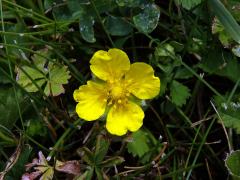 Mochna plazivá (Potentilla reptans L.) s čtyřčetným květem (11)