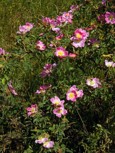 Růže šípková (Rosa canina L.)