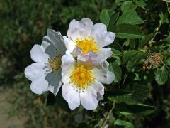 Růže šípková (Rosa canina L.)