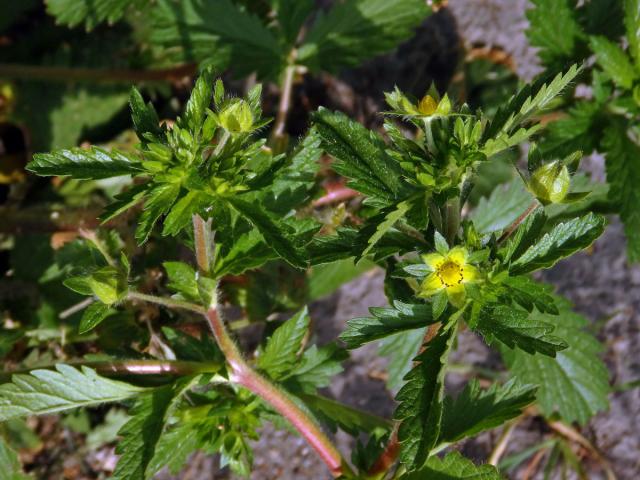 Květy mochny poléhavé (Potentilla supina L.) bez korunních plátků