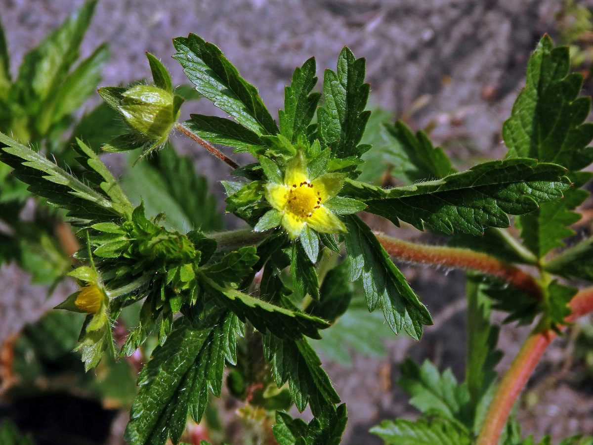 Květy mochny poléhavé (Potentilla supina L.) bez korunních plátků