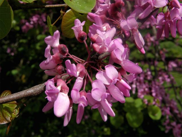 Zmarlika Jidášova (Cercis siliquastrum L.)