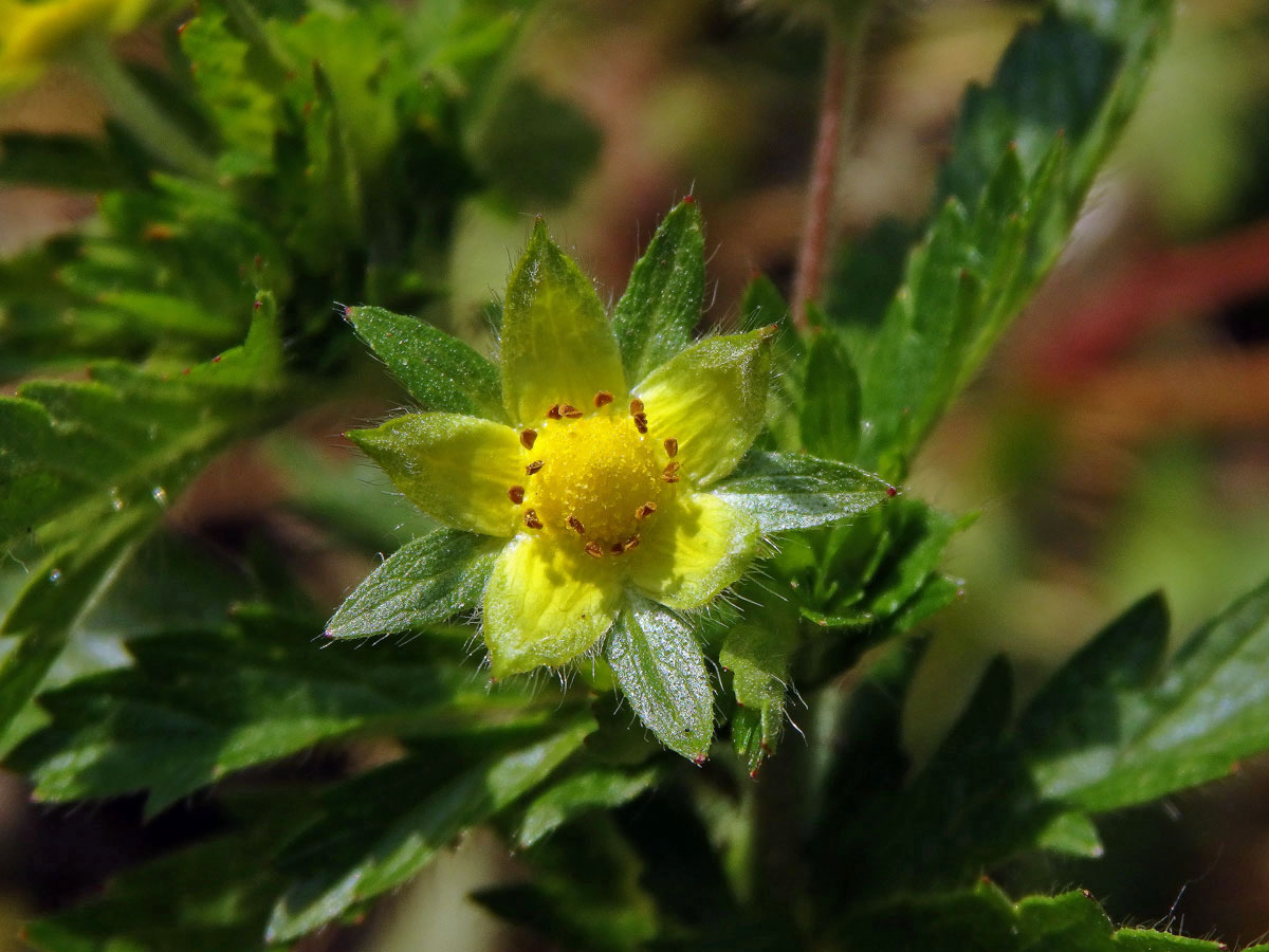 Květy mochny poléhavé (Potentilla supina L.) bez korunních plátků