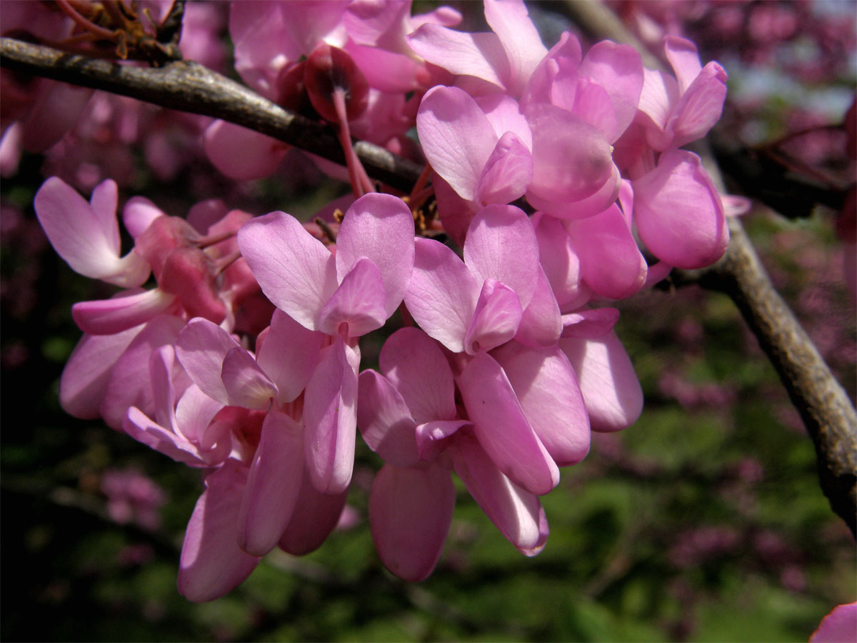 Zmarlika Jidášova (Cercis siliquastrum L.)