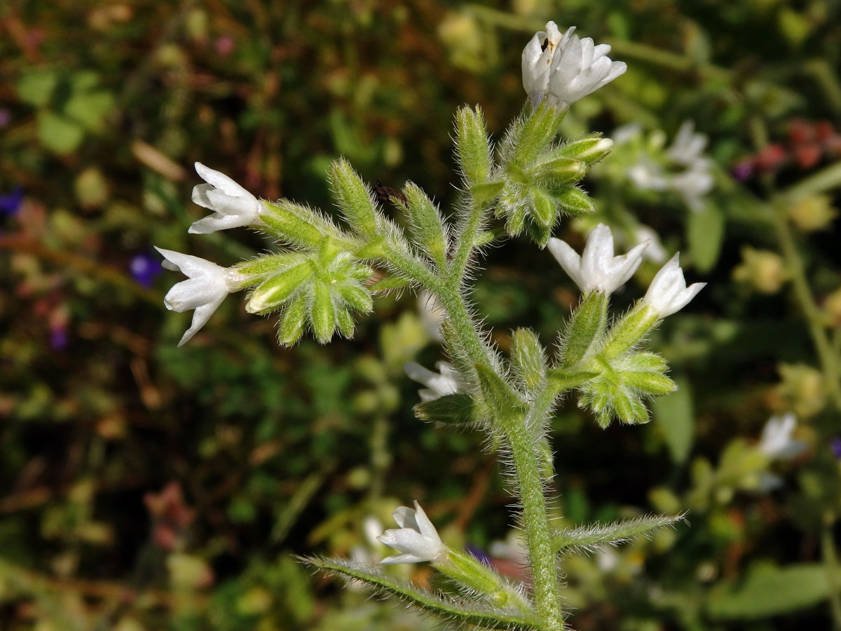 Bílá barva květů pilátu (Anchusa undulata subsp. hybrida (Ten.) Cout.)