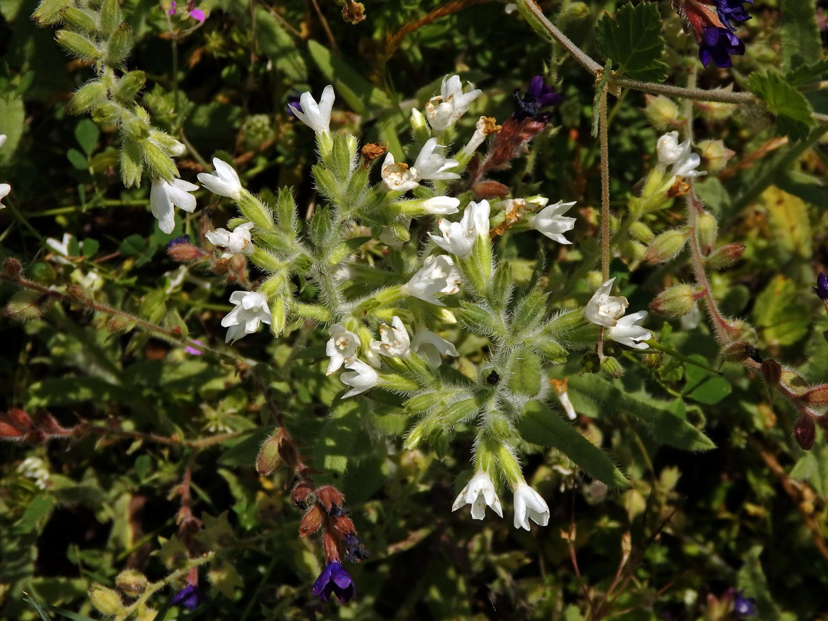 Bílá barva květů pilátu (Anchusa undulata subsp. hybrida (Ten.) Cout.)