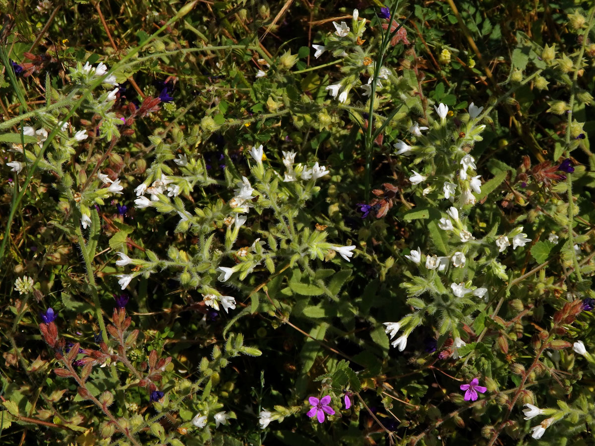 Bílá barva květů pilátu (Anchusa undulata subsp. hybrida (Ten.) Cout.)