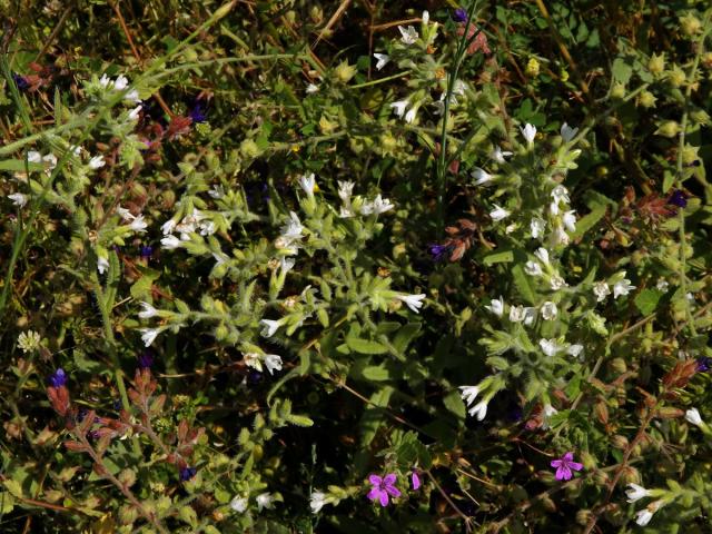 Bílá barva květů pilátu (Anchusa undulata subsp. hybrida (Ten.) Cout.)