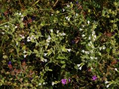 Bílá barva květů pilátu (Anchusa undulata subsp. hybrida (Ten.) Cout.)