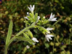 Bílá barva květů pilátu (Anchusa undulata subsp. hybrida (Ten.) Cout.)