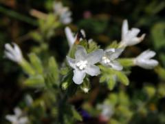 Bílá barva květů pilátu (Anchusa undulata subsp. hybrida (Ten.) Cout.)