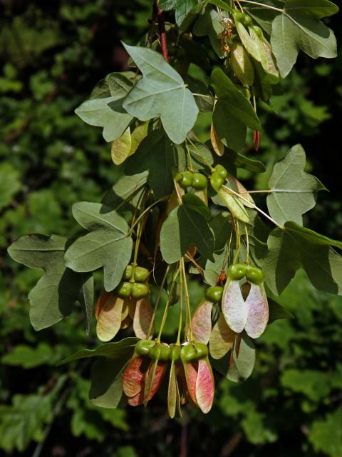 Javor francouzský (Acer monspessulanum L.)