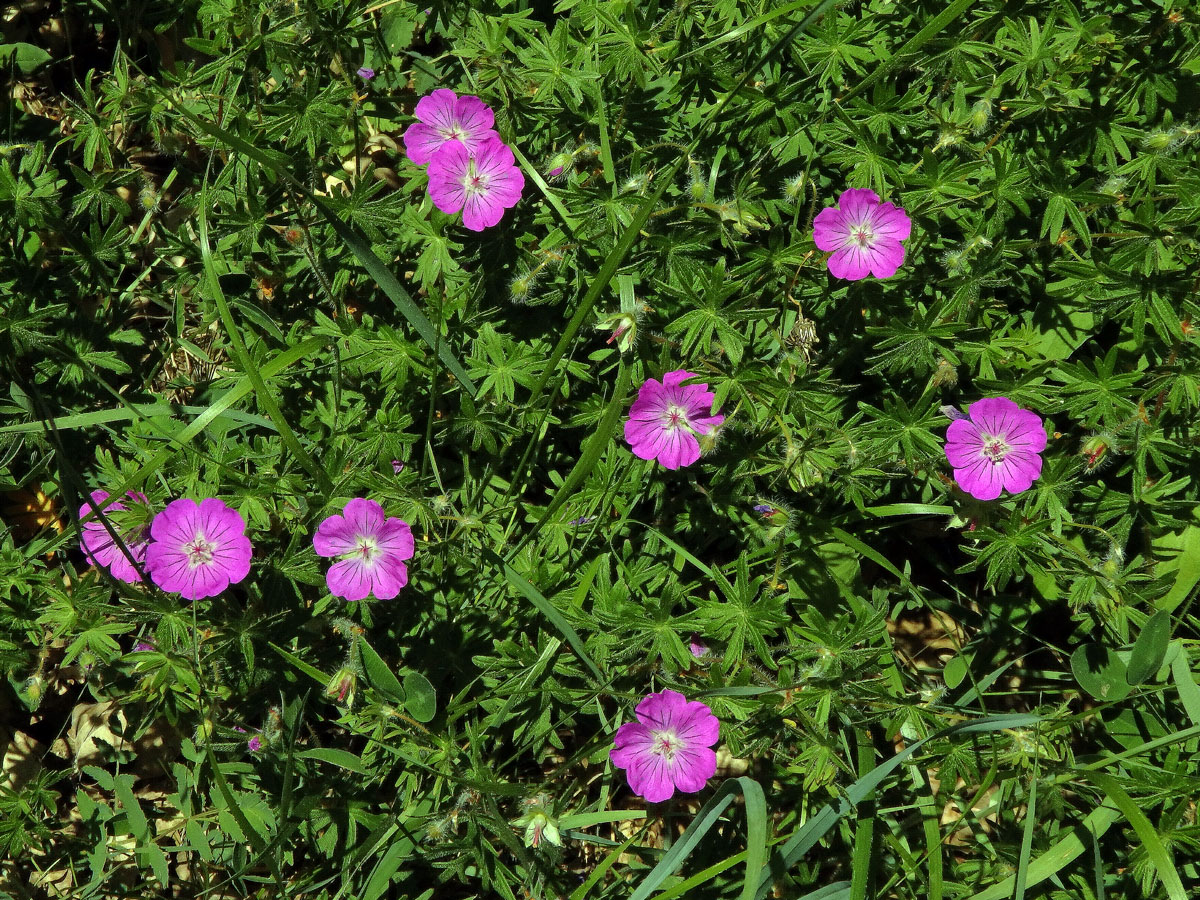 Kakost krvavý (Geranium sunguineum L.)