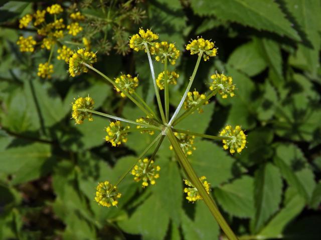 Zizia aurea (L.) W. D. J. Koch