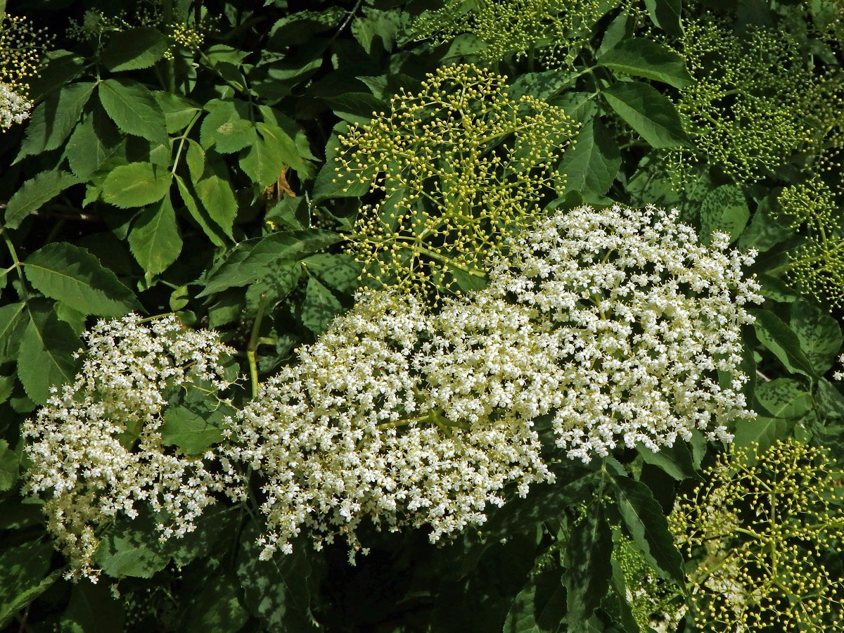 Bez černý (Sambucus nigra L.)