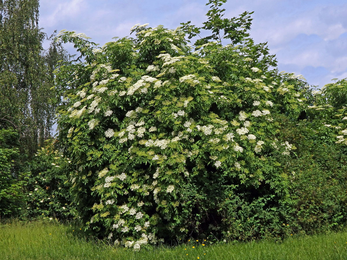 Bez černý (Sambucus nigra L.)