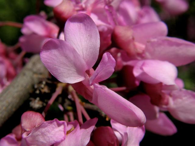 Zmarlika Jidášova (Cercis siliquastrum L.)