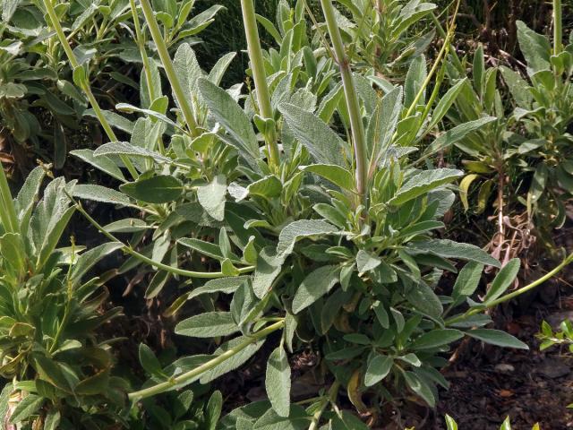 Šalvěj (Salvia candelabrum Boiss.)