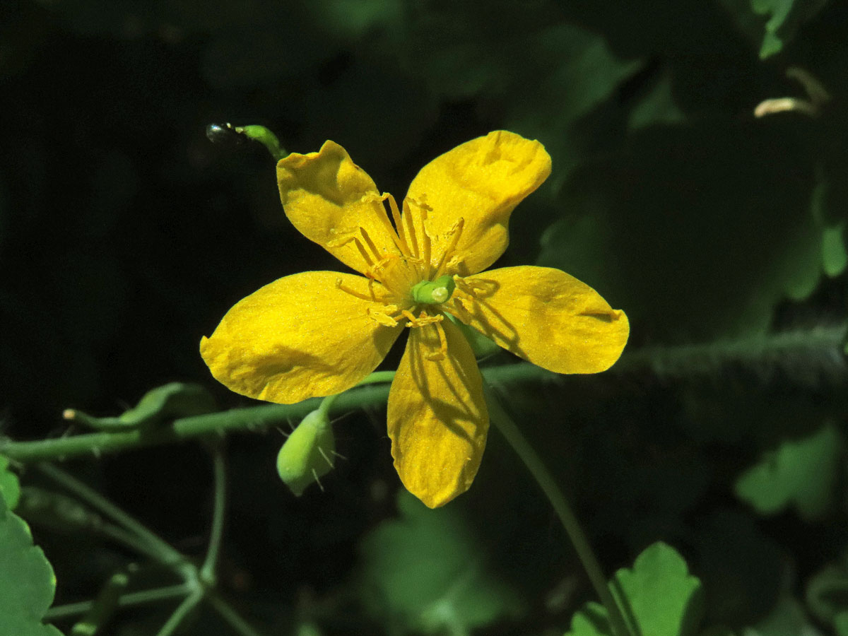 Vlaštovičník větší (Chelidonium majus L.) - pětičetný květ (10)